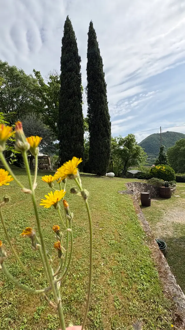 Fiori gialli in primo piano e cipressi in giardino