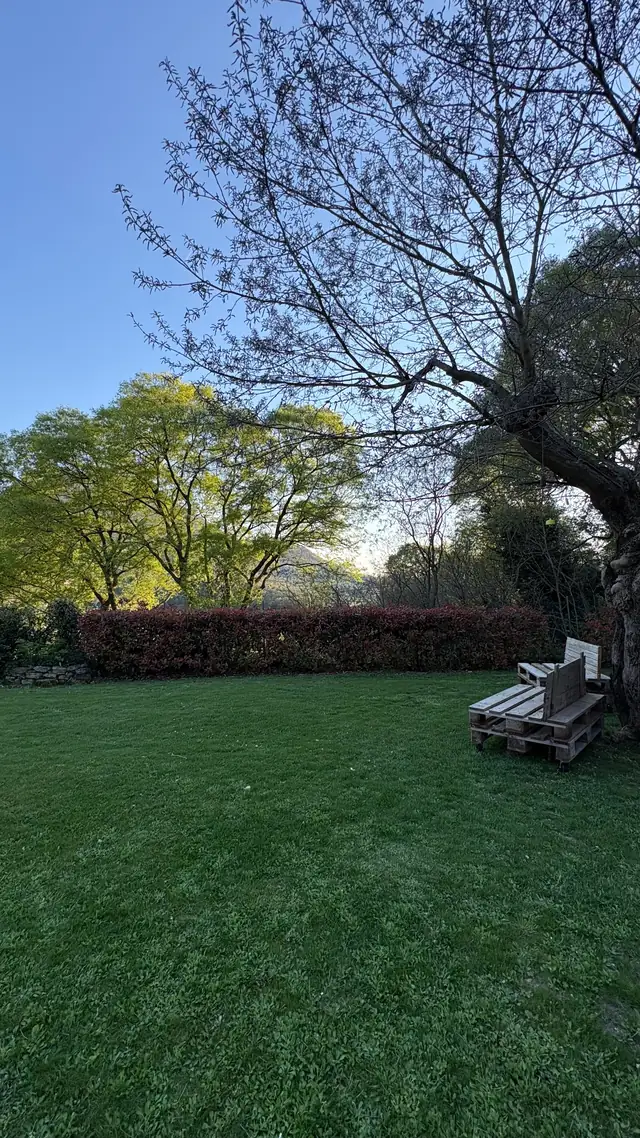 Il prato del giardino con gli alberi e una panca